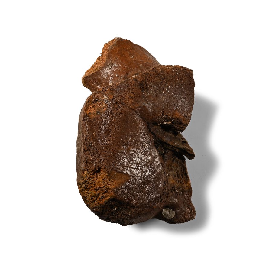 Fossil Woolly Mammoth Leg Bone Section