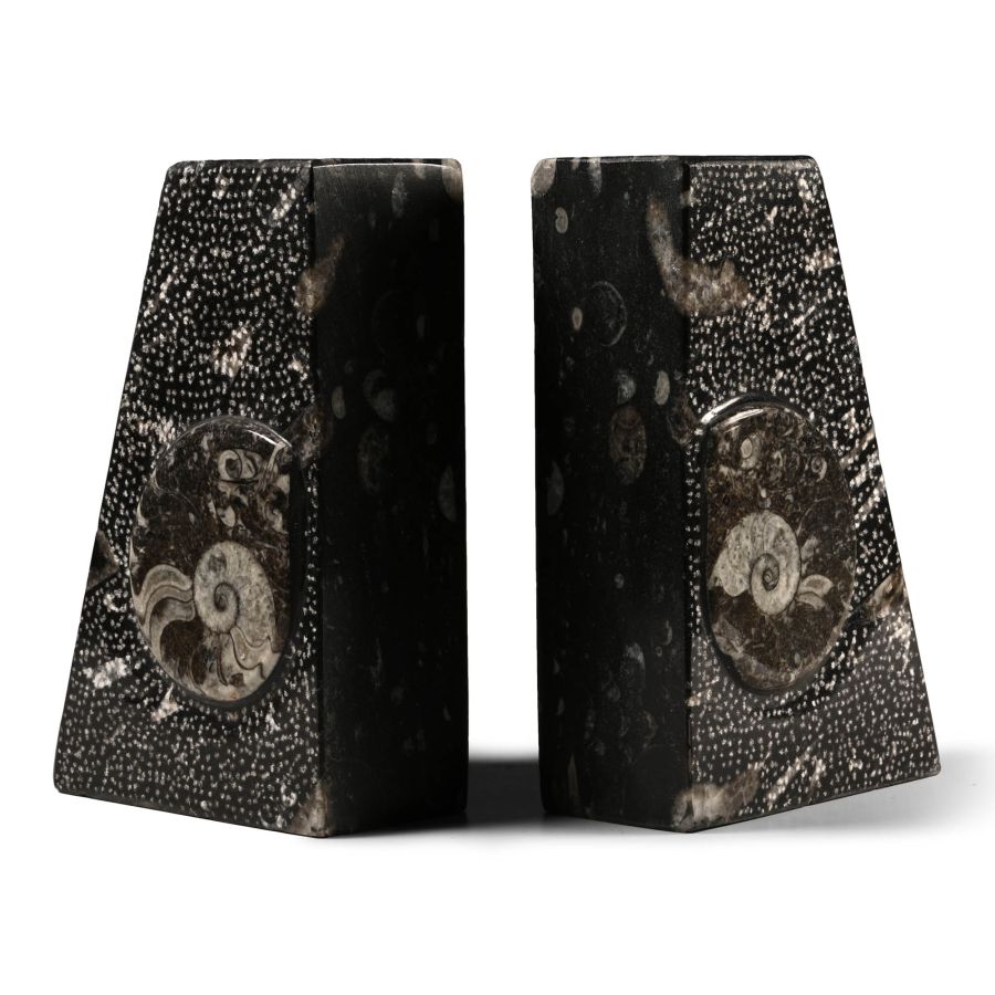 Polished Fossil Goniatite Bookend Pair