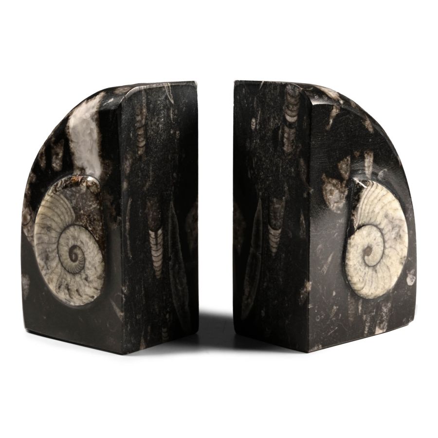 Polished Fossil Orthoceras Bookend Pair