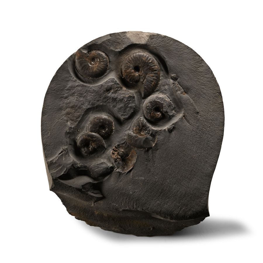Fossil Ammonite Cluster
