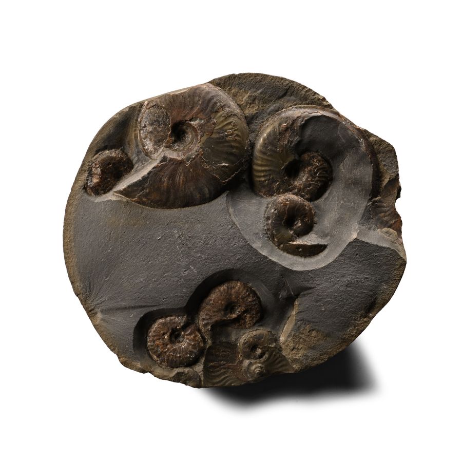 Fossil Ammonite Cluster Nodule