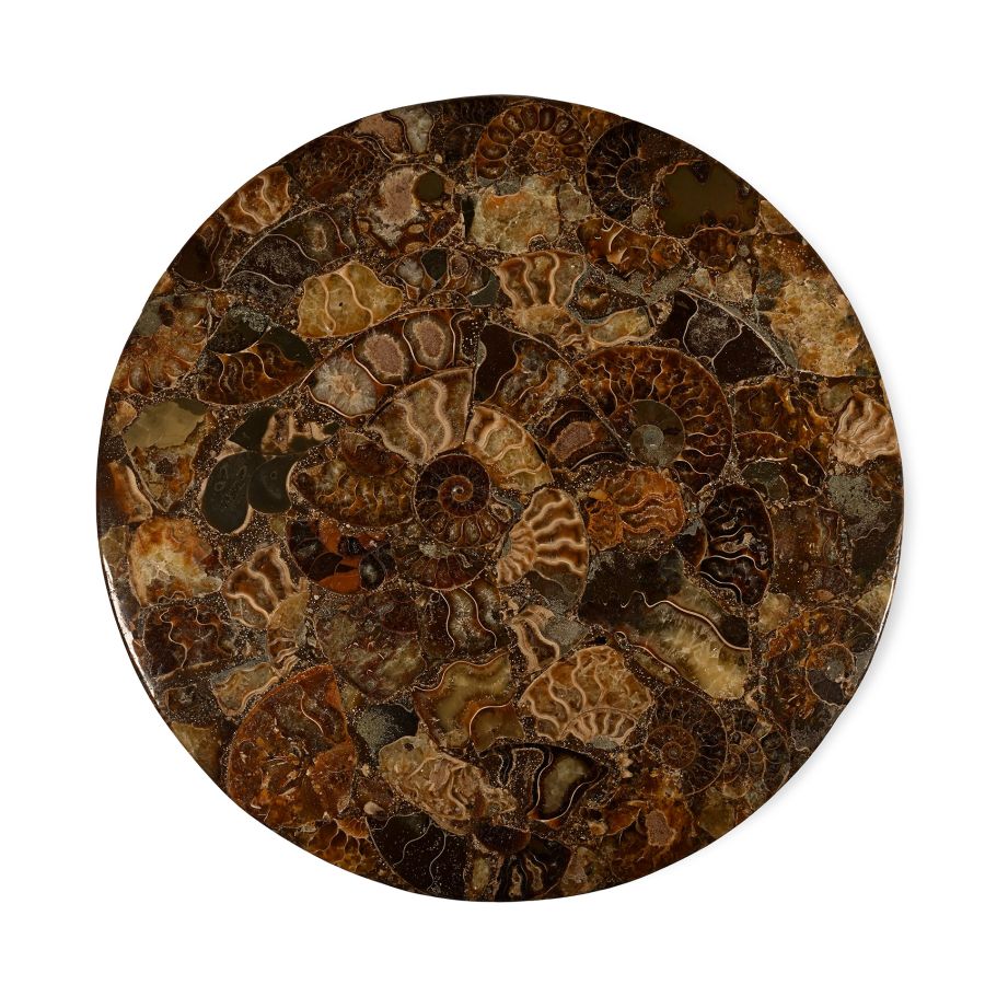 Polished Fossil Ammonite Plate