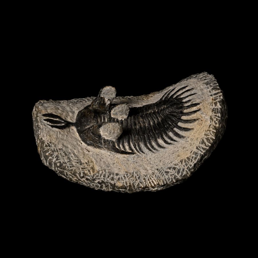 Fossil Psychopyge Trilobite