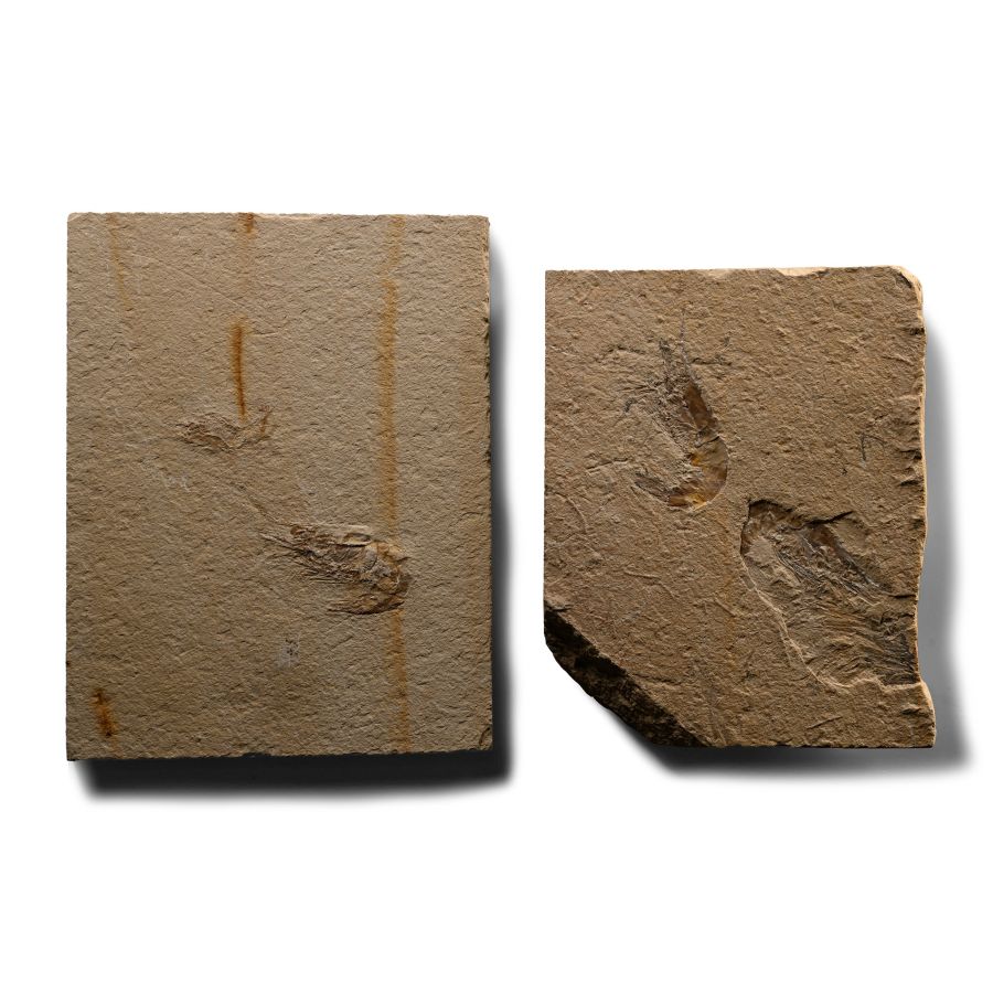 Fossil Shrimps in Matrix Group