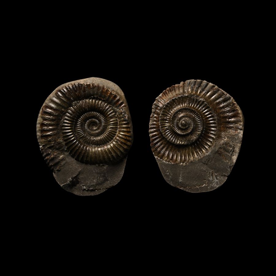 Whitby Dac Fossil Ammonite Nodule
