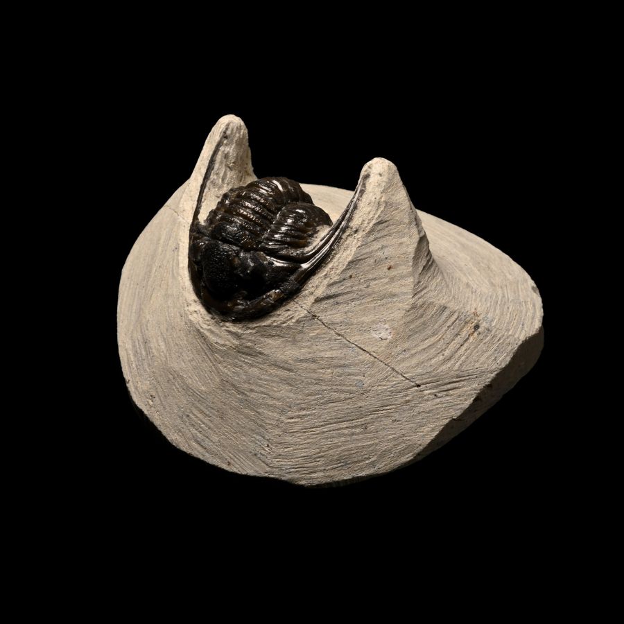 Fossil Cornuproetus Trilobite