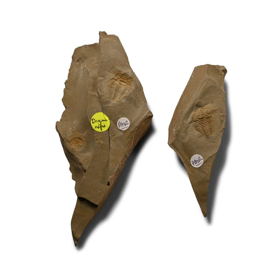 Fossil Daguinaspis Trilobite
