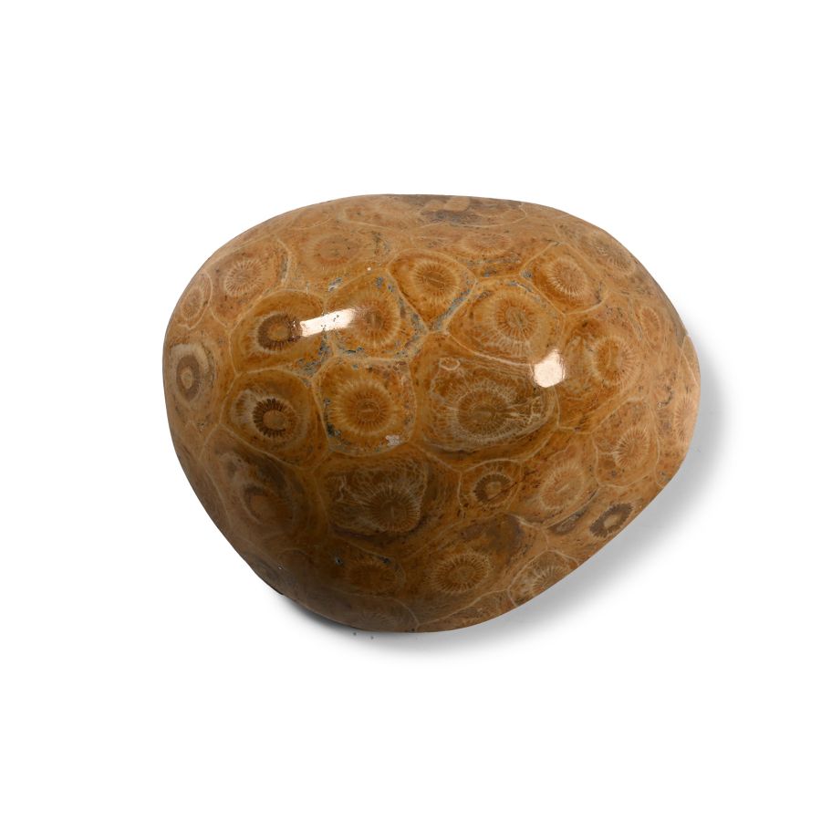 Polished Fossil Coral Head
