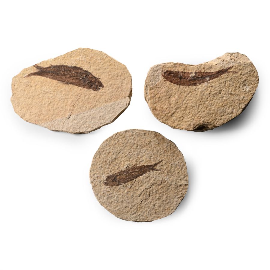 Green River Knightia Fossil Fish Group