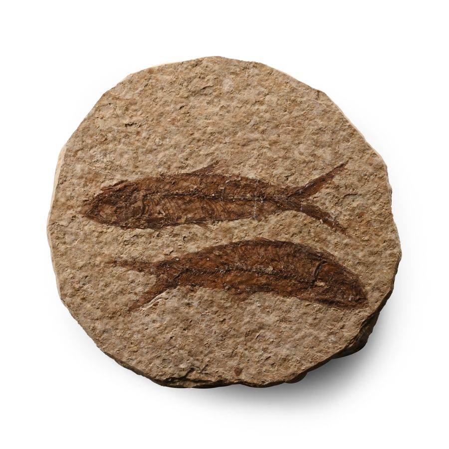 Fossil Knightia Alta Fish Group