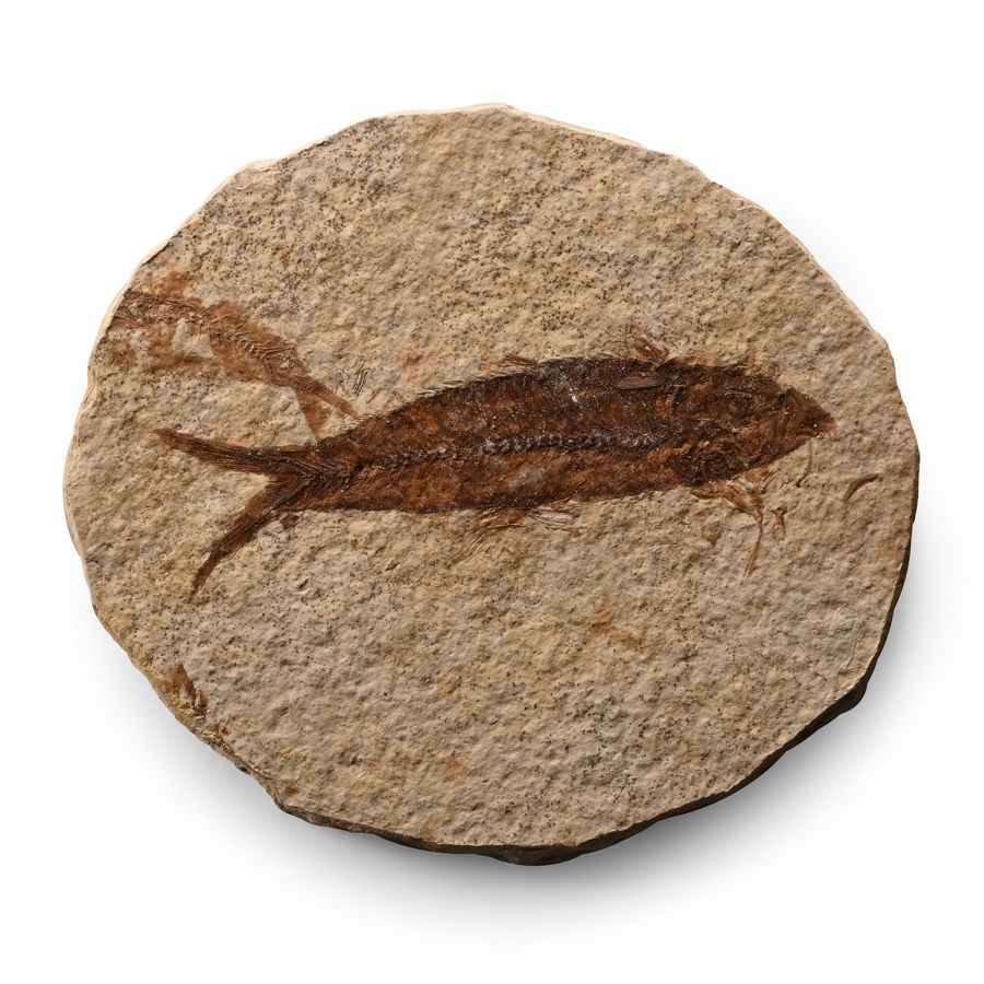 Fossil Knightia Alta Fish