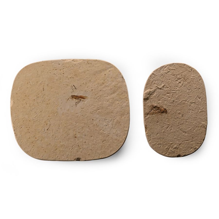 Fossil Grasshopper Pair