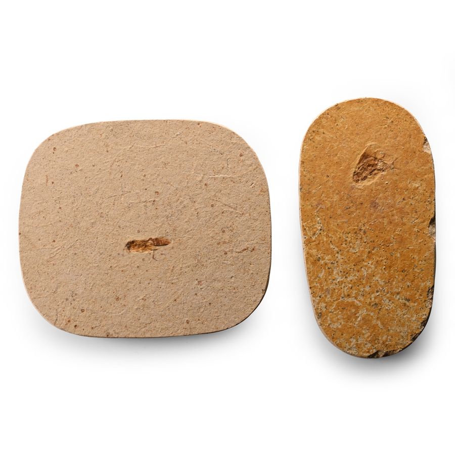 Fossil Grasshopper Pair