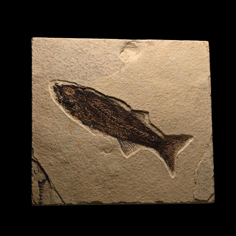 Green River Fossil Mioplosus Fish