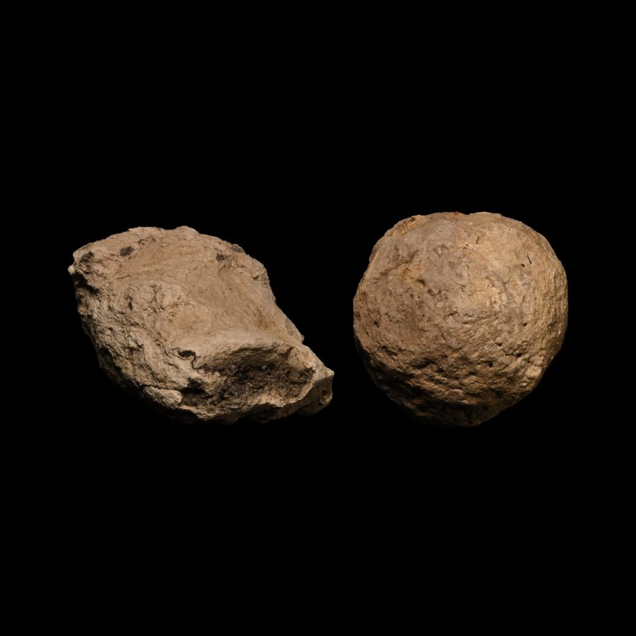 Fossil Tyrannosaurus Rex Dinosaur Coprolite