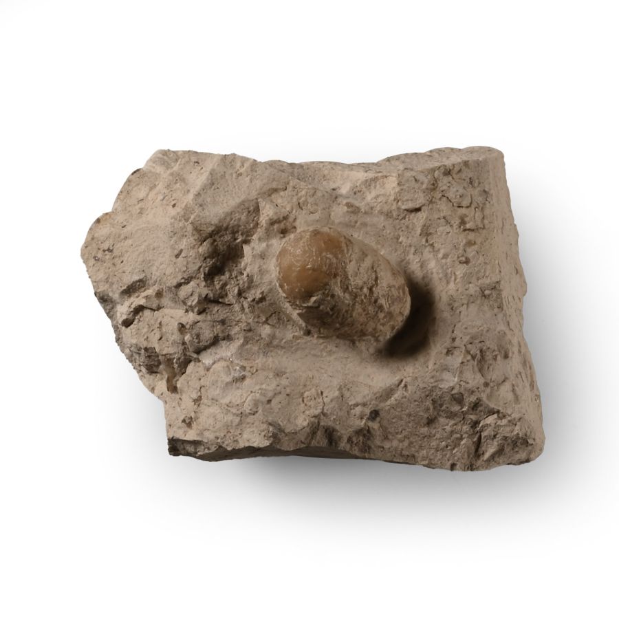 Fossil Snake Egg in Matrix
