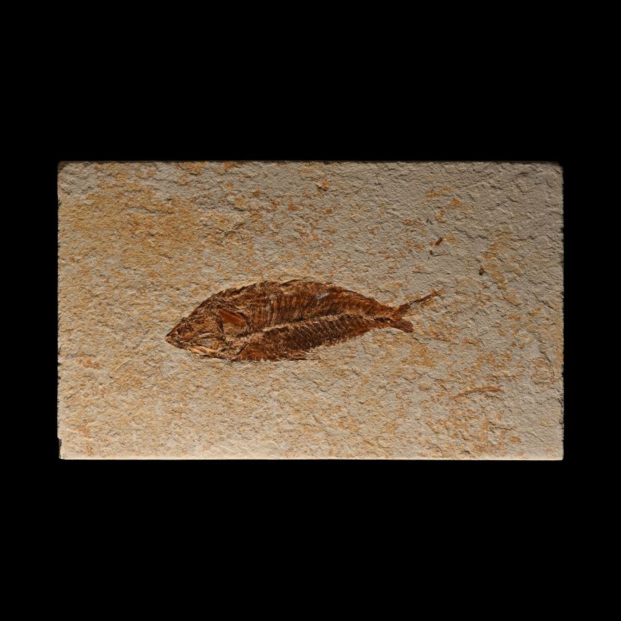Fossil Primigatus Fish