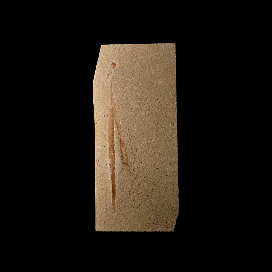 Fossil Sapindopsis Plant Leaves