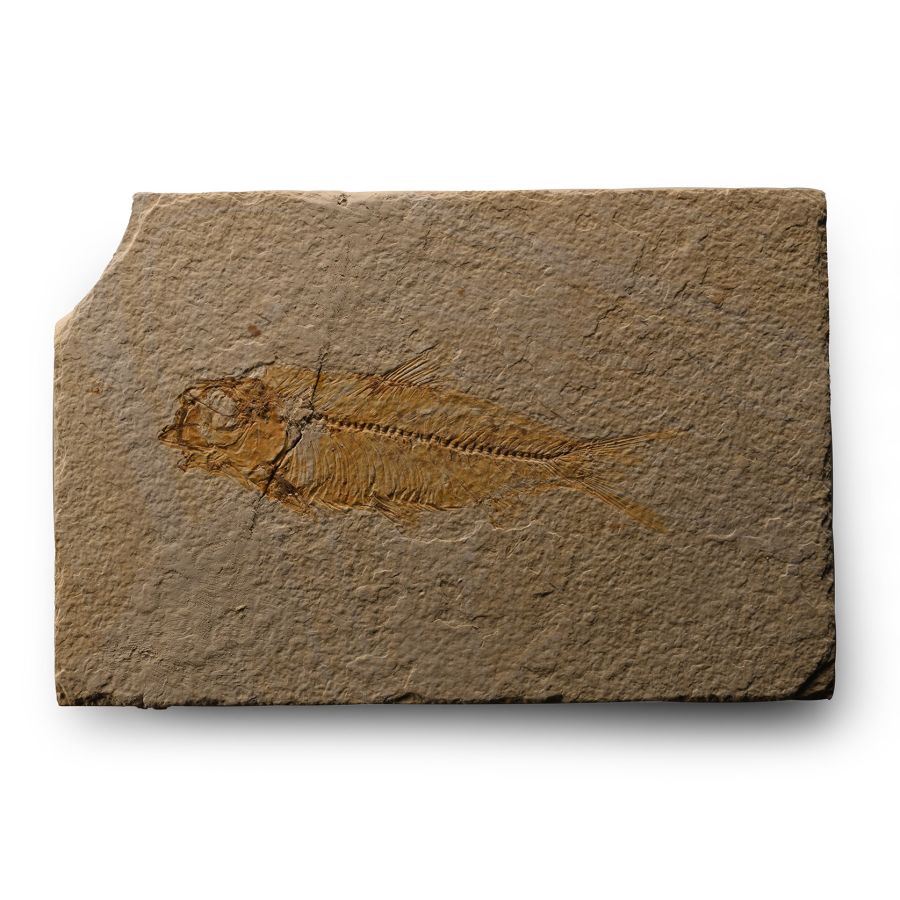 Wyoming Fossil Knightia Fish