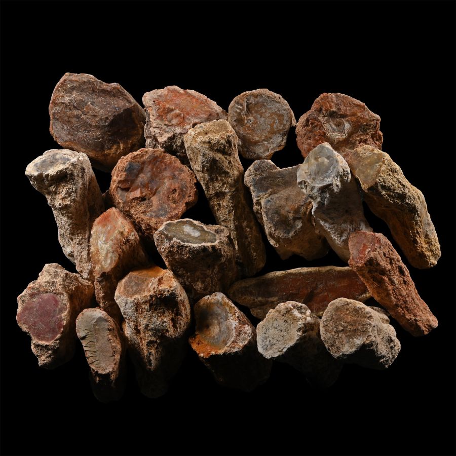 Unpolished Large Fossil Tree Branch Section Group [20]
