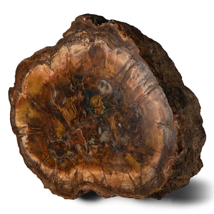 Massive Fossil Tree Trunk Section