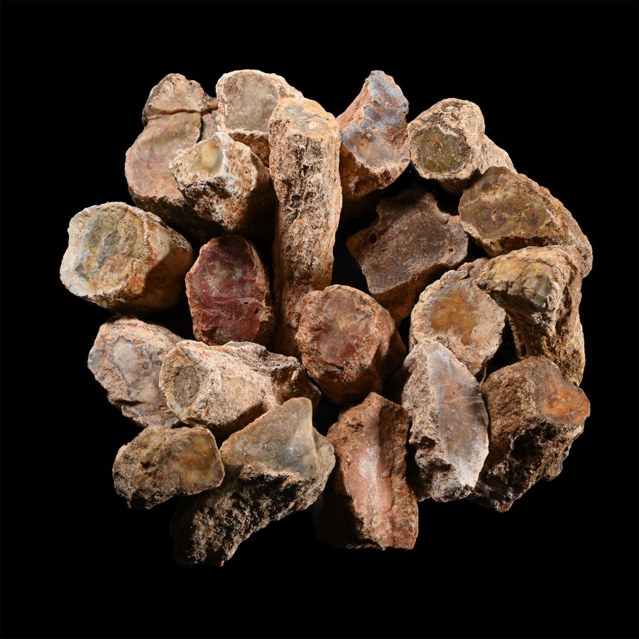 Large Unpolished Fossil Tree Branch Section Group [20]