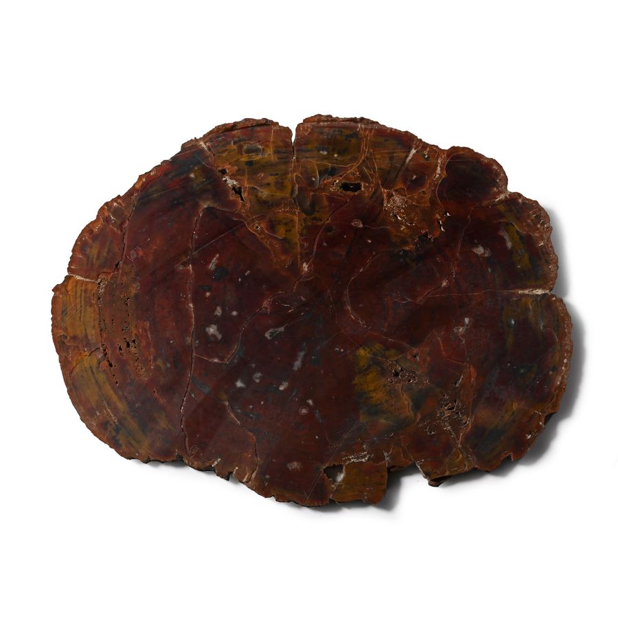 Very Large Cut and Polished Agatized Fossil Tree Trunk Slice