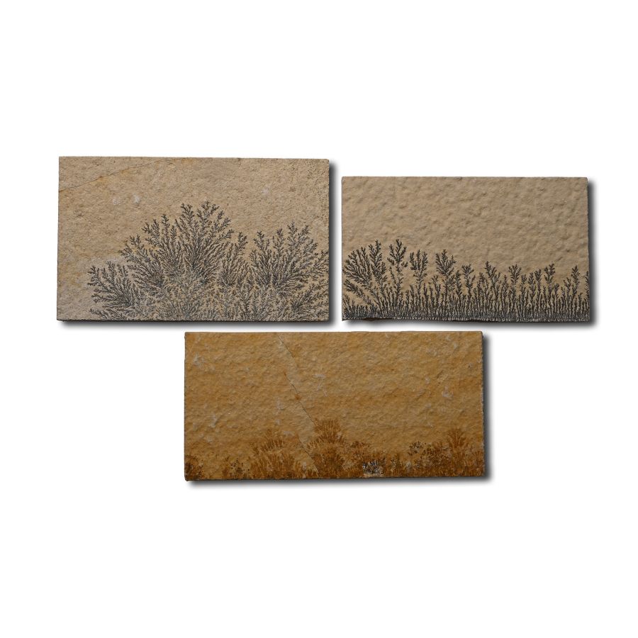 Dendritic Limestone 'Plant-Like Formation' Tile Group [3]