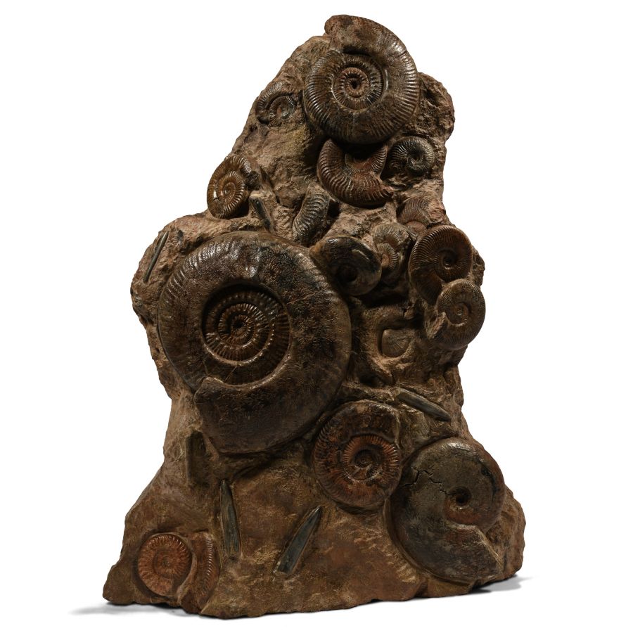 Detailed Fossil Ammonite Display