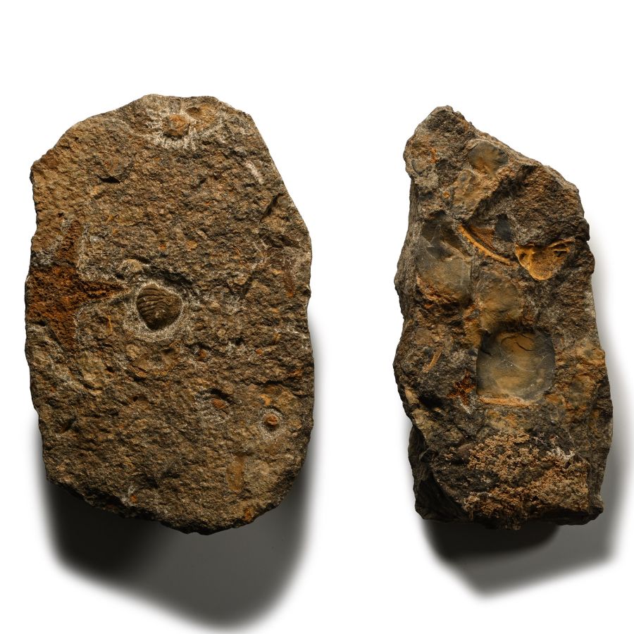 Fossil Petraster Starfish Group