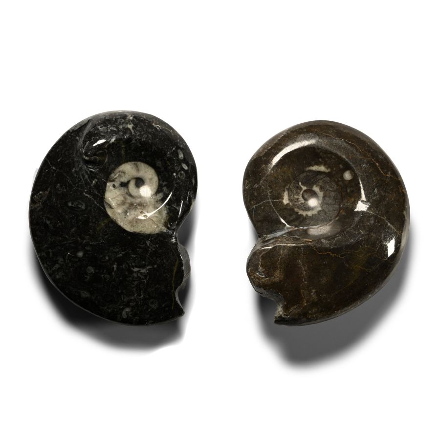 Polished Fossil Goniatite Ammonite Pair