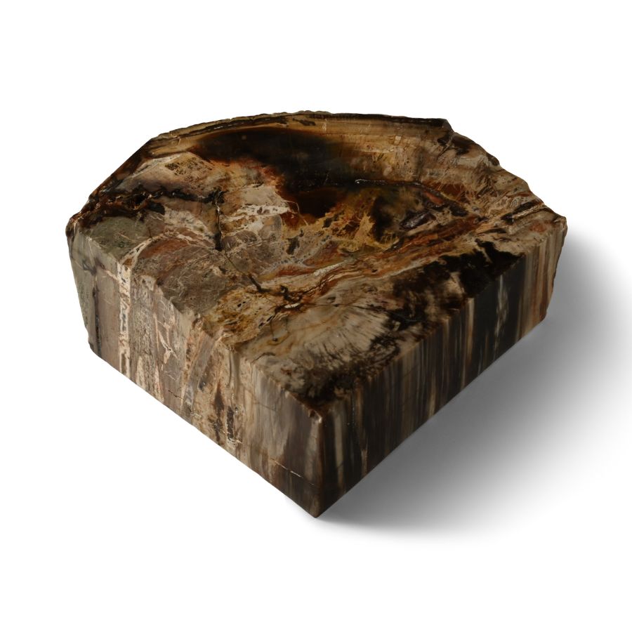 Polished Fossilised Tree Trunk Section