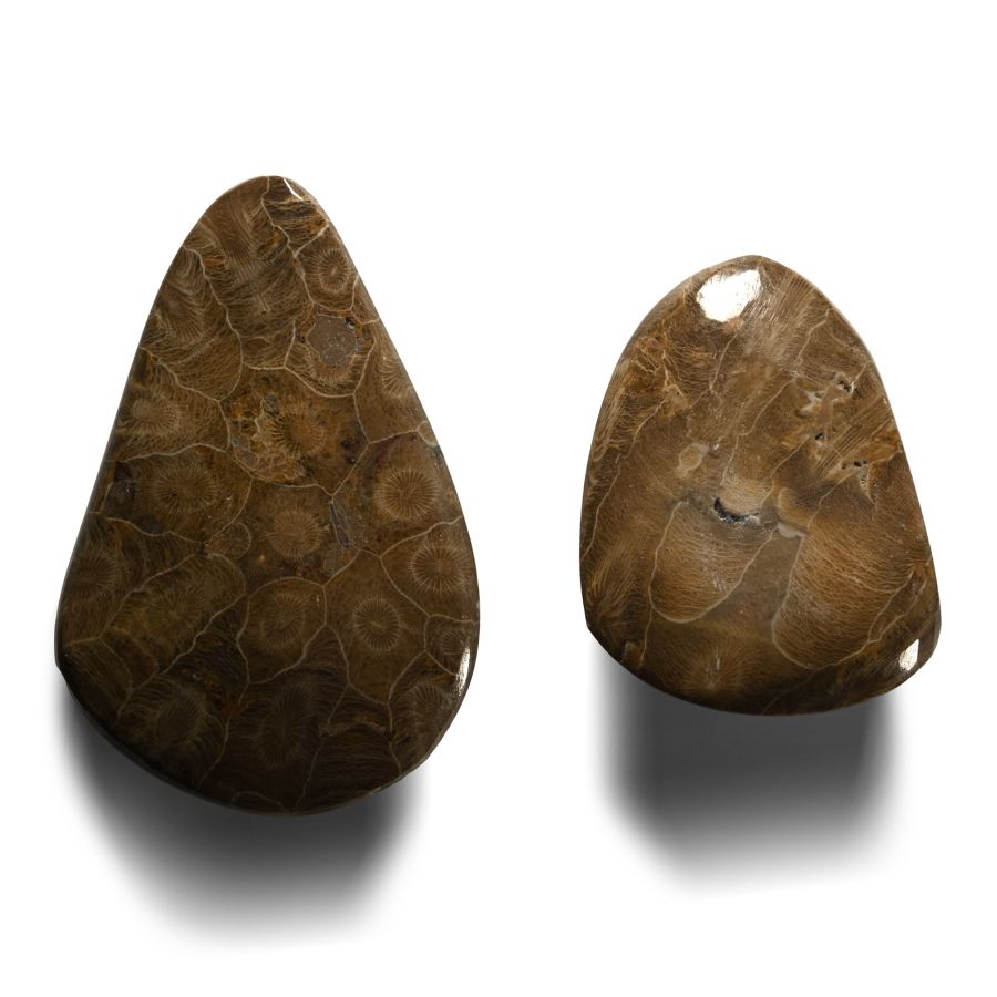 Polished Fossil Coral Head Group