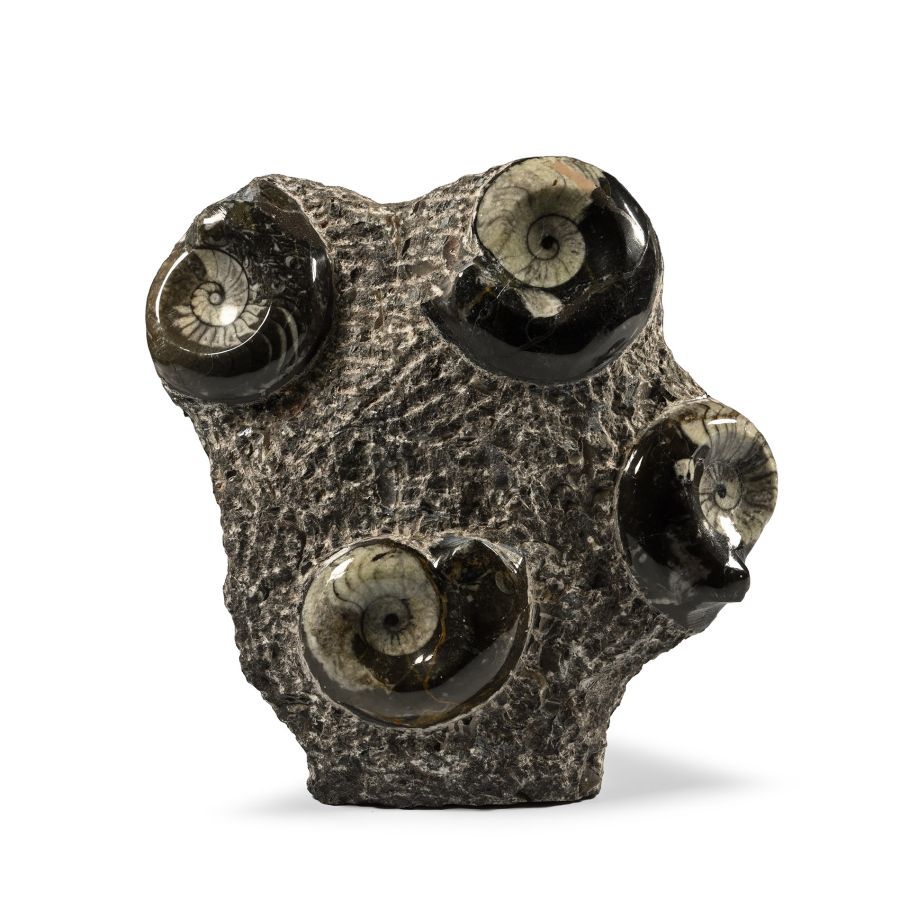 Polished Fossil Goniatite Stand