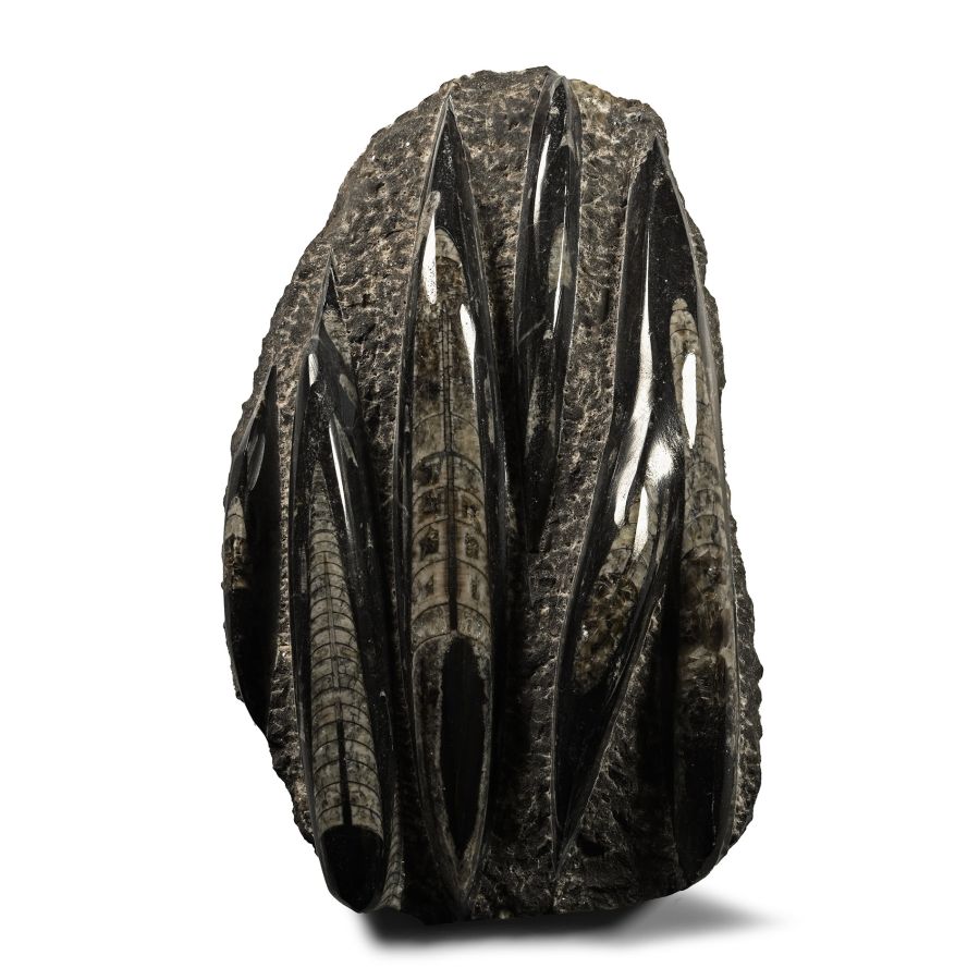 Polished Fossil Orthoceras Plate