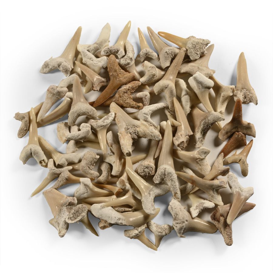 Fossil Sand Shark Teeth