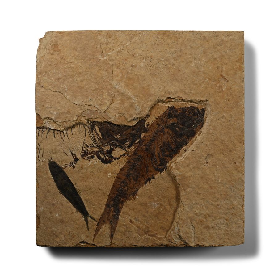 Fossil Fish in Matrix