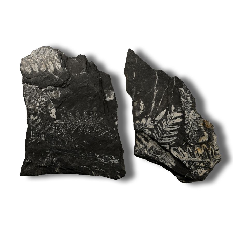 Fossil Fern in Matrix