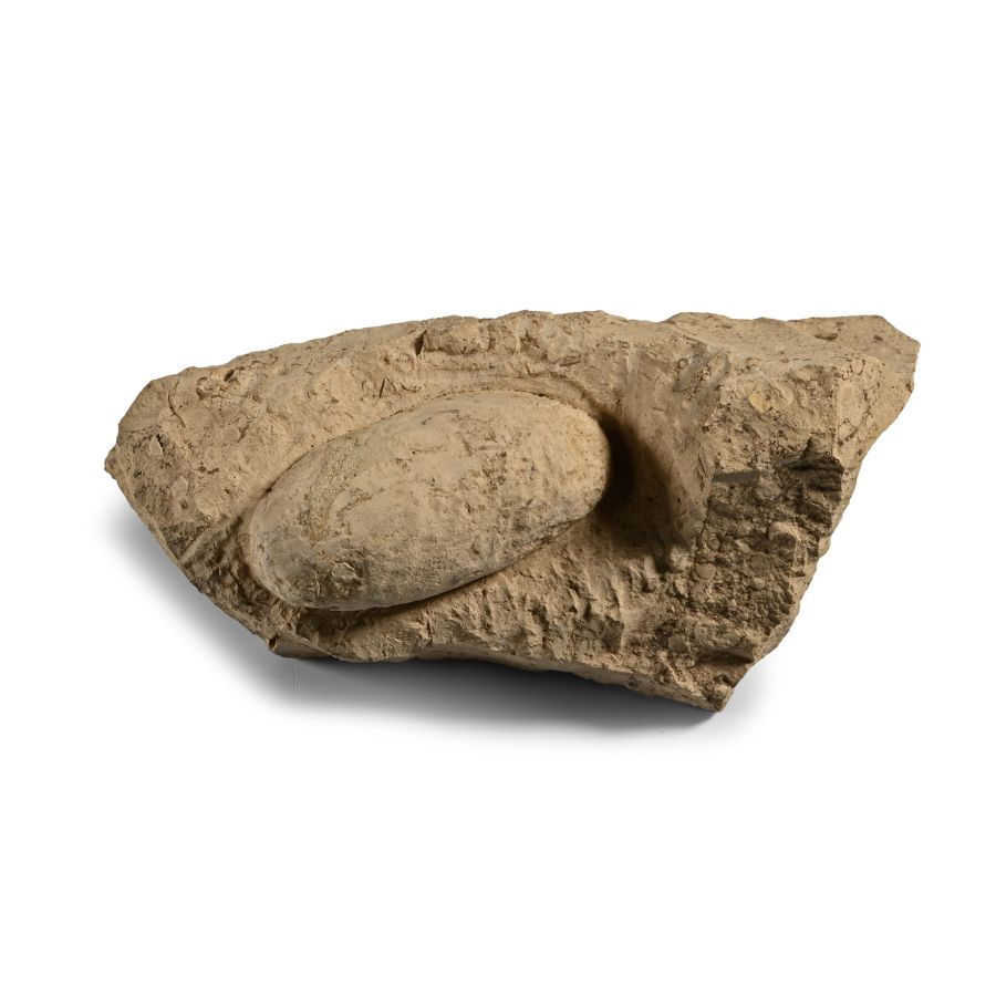 Fossil Crocodile Egg
