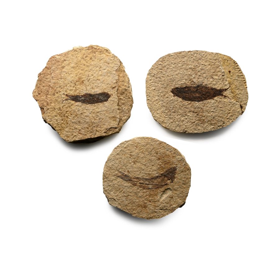 Fossil Green River Fish