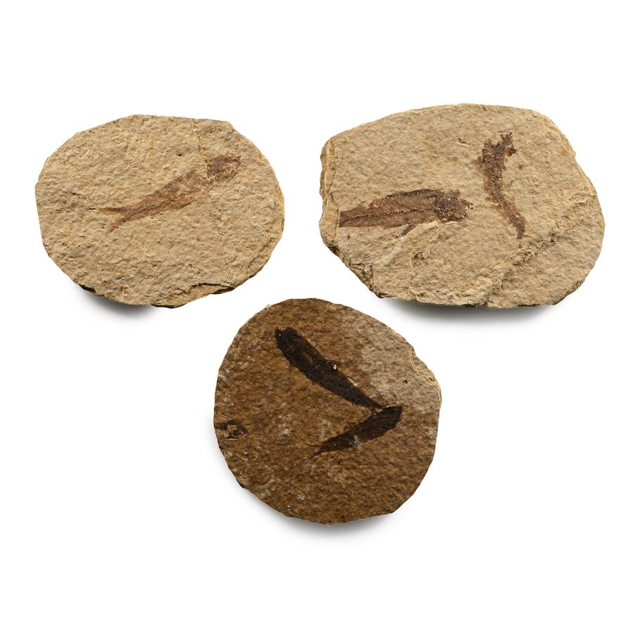 Green River Fish Fossils