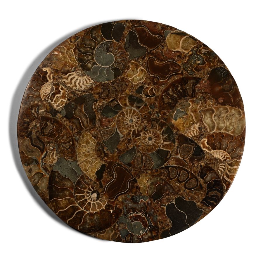 Large Cut and Polished Fossil Ammonite Plate