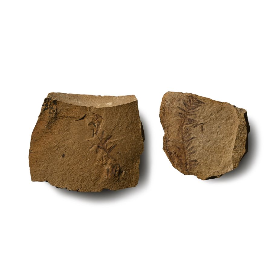 Dawn Redwood Plant Fossil