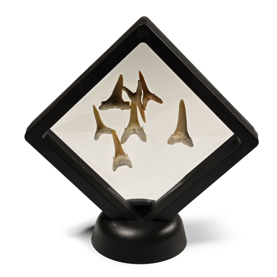 Fossil Sand Shark Teeth Display
