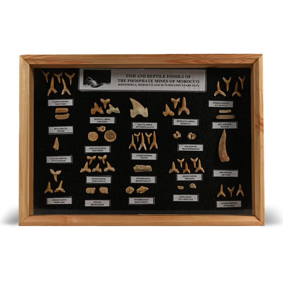 Boxed Shark Tooth Display