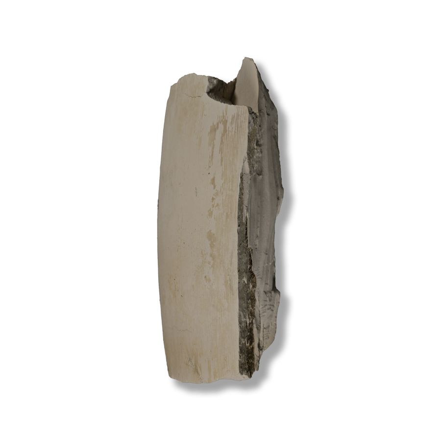 British Woolly Mammoth Fossil Tusk Section