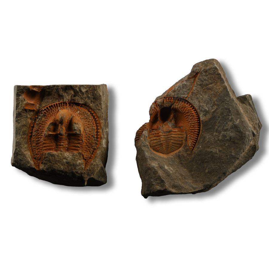 Declivolthus Fossil Trilobite Group