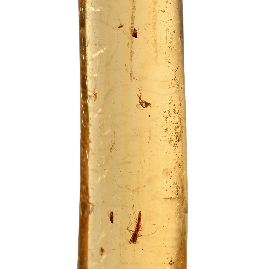 Insects in Copal
