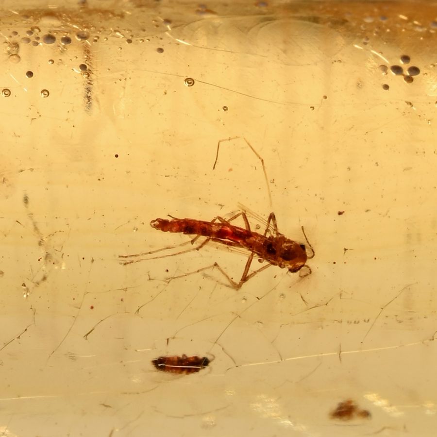 Insects in Copal
