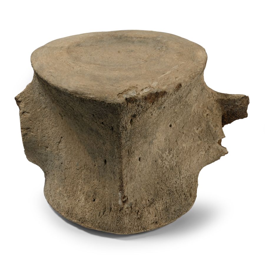 Massive Fossil Whale Vertebra
